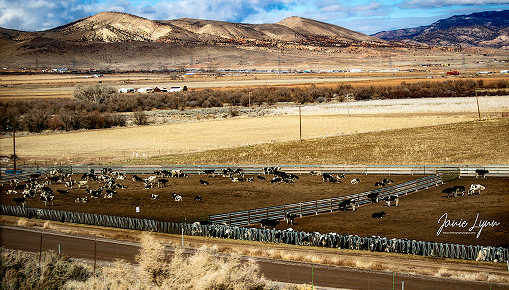 Rural Charm: Cattle Grazing in Tranquil Mountain Scene



