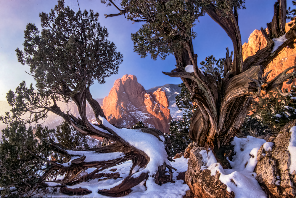 Buzzi's Easter Juniper - Tribute to Colorado Landscape Photography