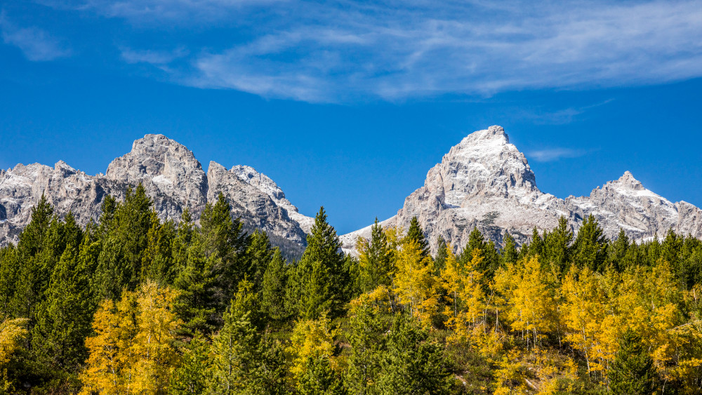 Changing colors of Aspen trees, Tetons National Park from near Taggart Lake Trailhead. Wyoming, USA.