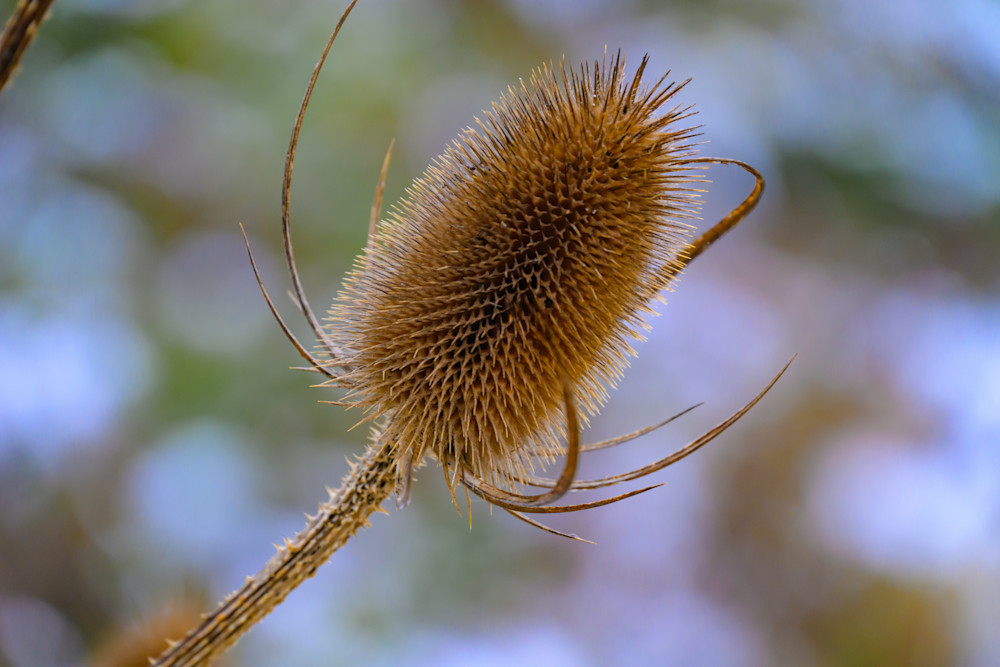 Teasle   Cotswolds, England Photography Art | Press1Photos, LLC