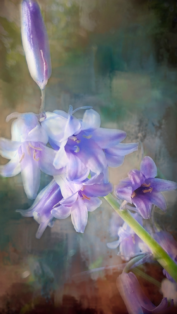 Spanish Bluebells Fine Art