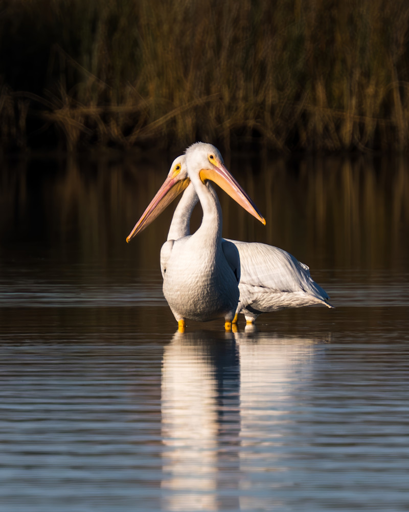 Aug 11th  Art | Birdman Co.