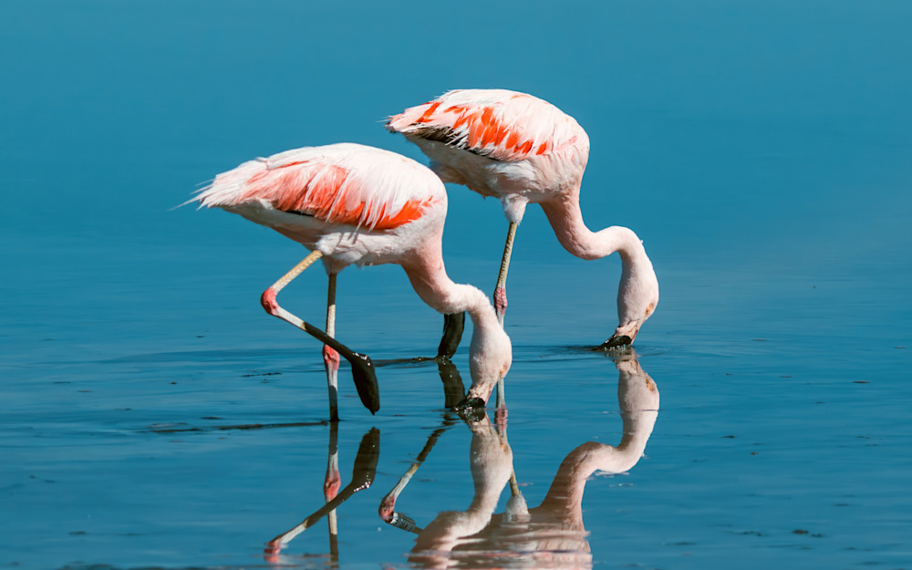 2x Flamingo August Edit   Gigapixel 300 Ppi 1 Max Standard V2 1x Art | Birdman Co.
