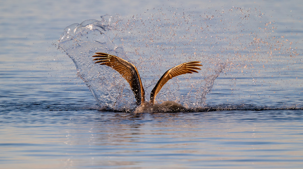 Dsc9460 Enhanced Nr Gigapixel 300 Ppi 1 Max Standard V2 1x Art | Birdman Co.