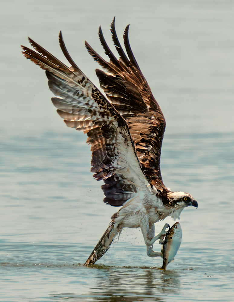 Original Art | Birdman Co.