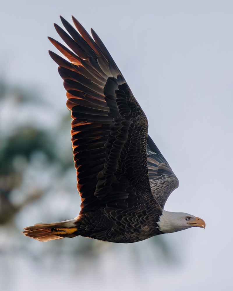 Untitled  3 Gigapixel 300 Ppi 1 Max Low Resolution V2 1x Art | Birdman Co.