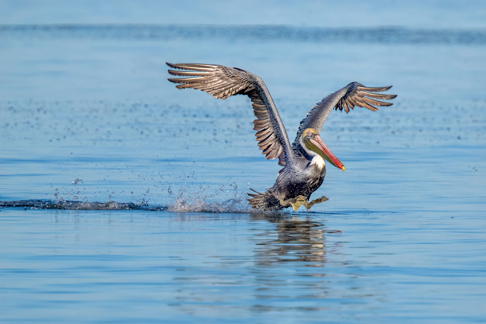 Eagles  Dsc9695 Topaz Art | Birdman Co.