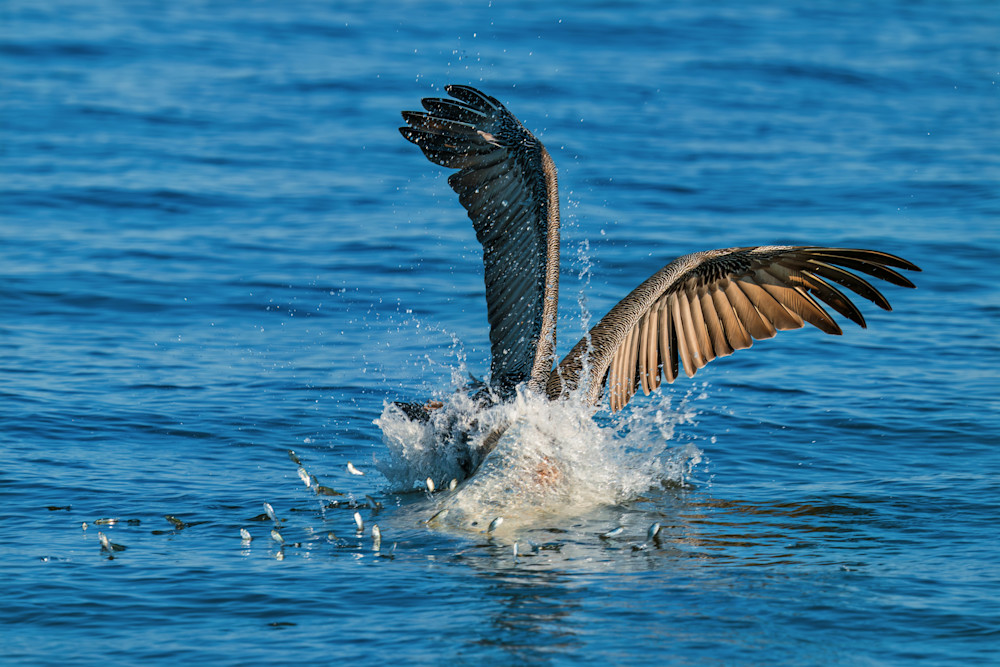 Untitled  2 Art | Birdman Co.