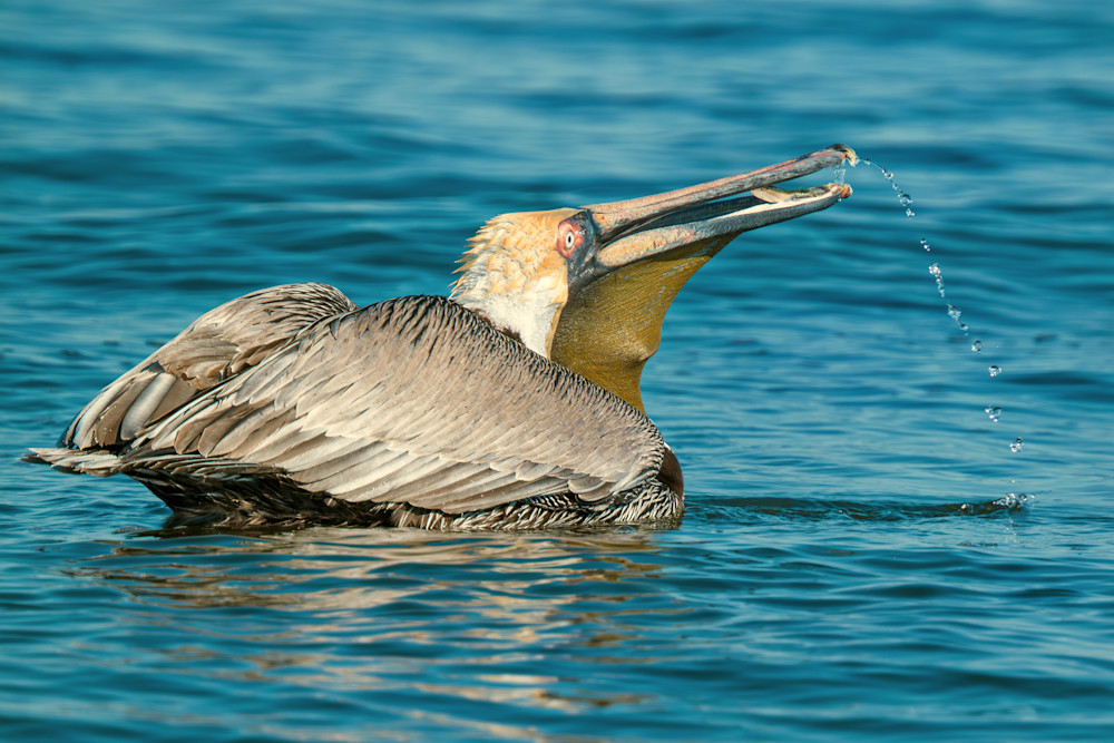 Untitled  4 Art | Birdman Co.