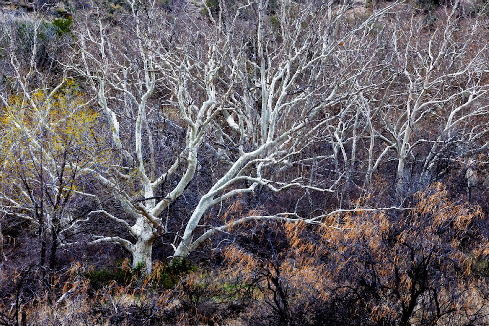 426 A4166 Photography Art | Dana Echols Photography 