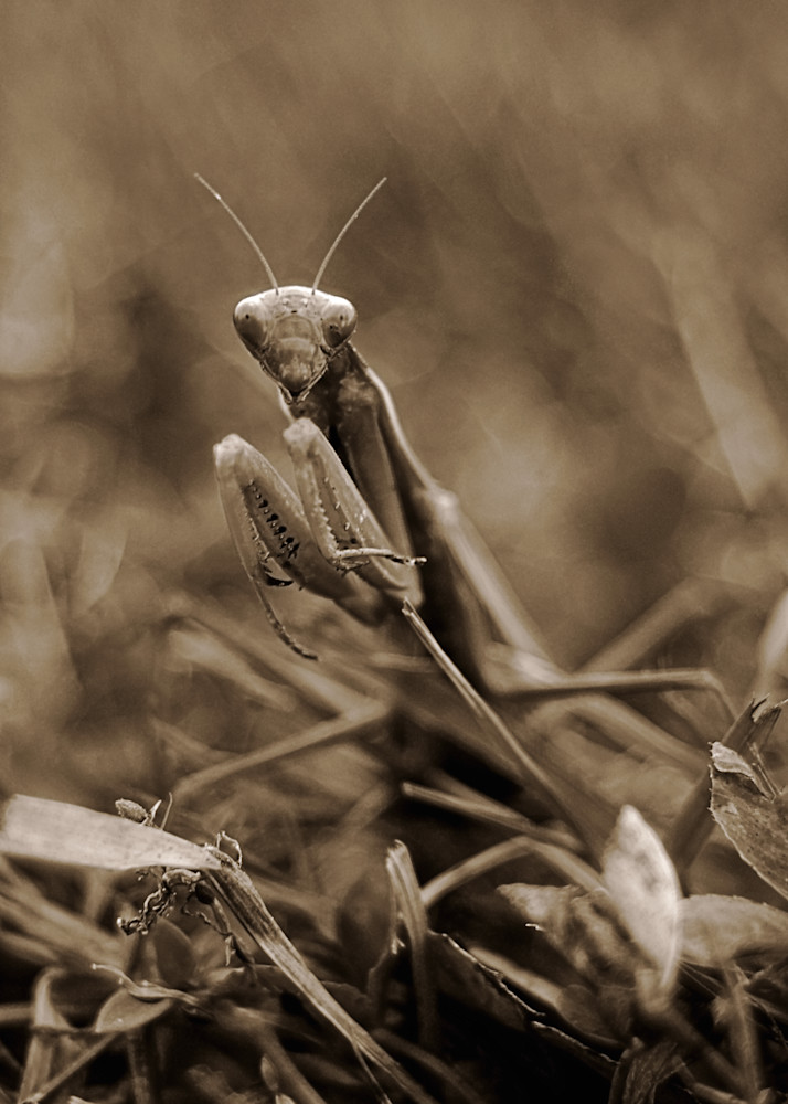 Mantis Art | tommurray