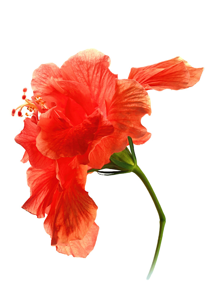 Hibiscus Art | tommurray
