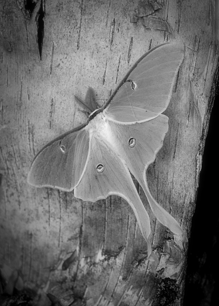 Luna Moth Art | tommurray