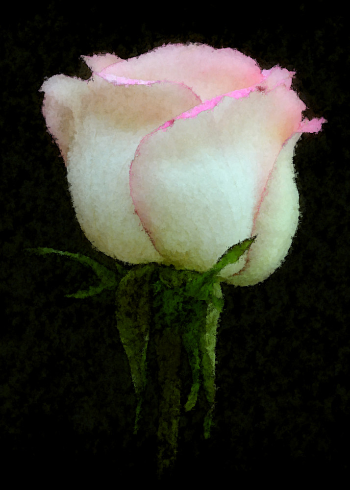 Perfect Rose Art | tommurray