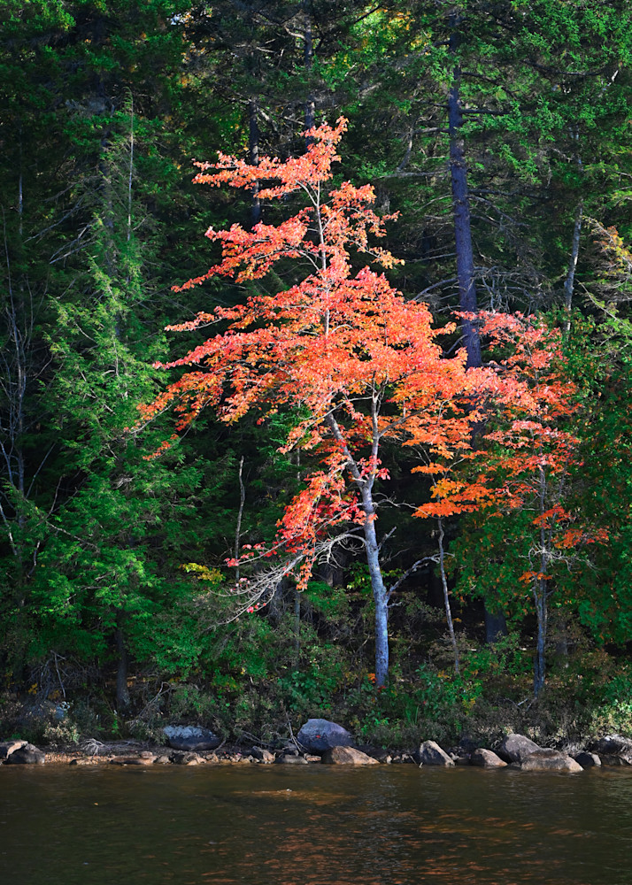 Harbinger Art | tommurray