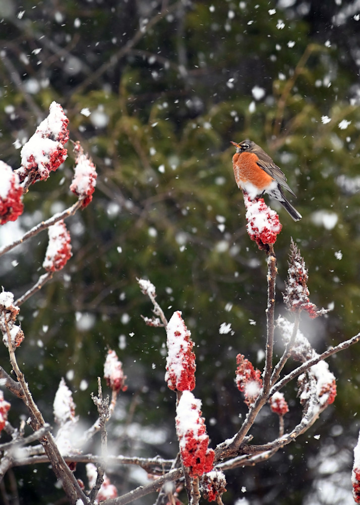 Winter Robin Art | tommurray