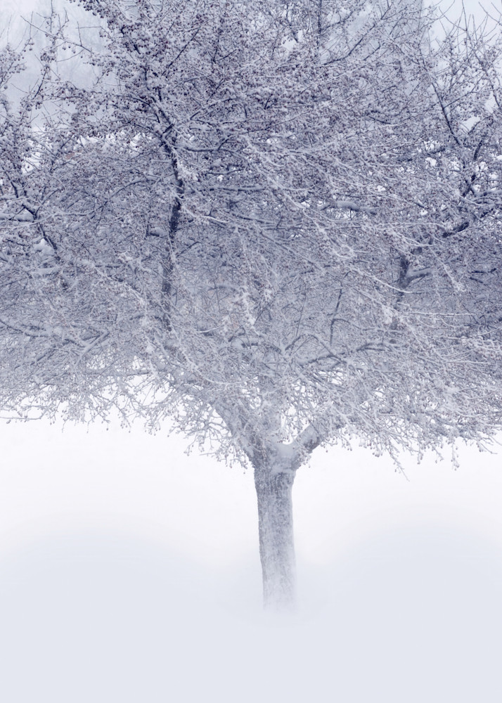 Crystal Tree Art | tommurray