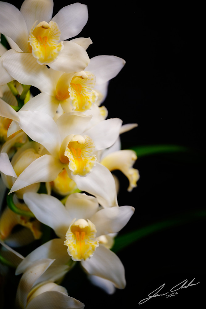 White Cymbidiums