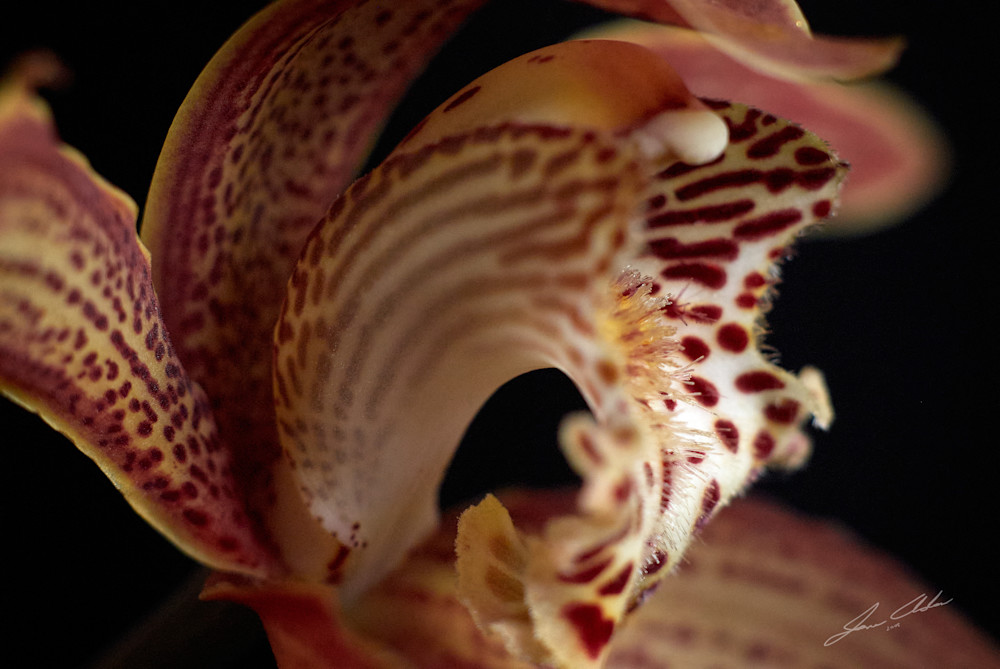 Cymbidium-tracyanum Orchid-2