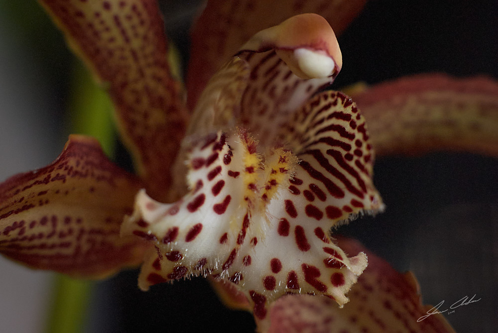 Cymbidium-tracyanum Orchid-4
