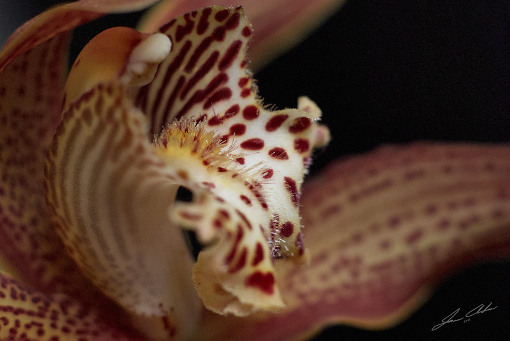 Cymbidium-tracyanum Orchid-3