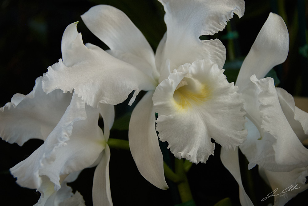 White Cattleya Orchids