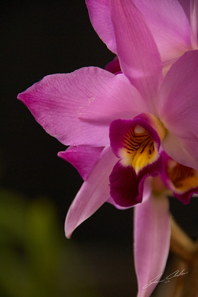 Pink Cymbidium Orchid