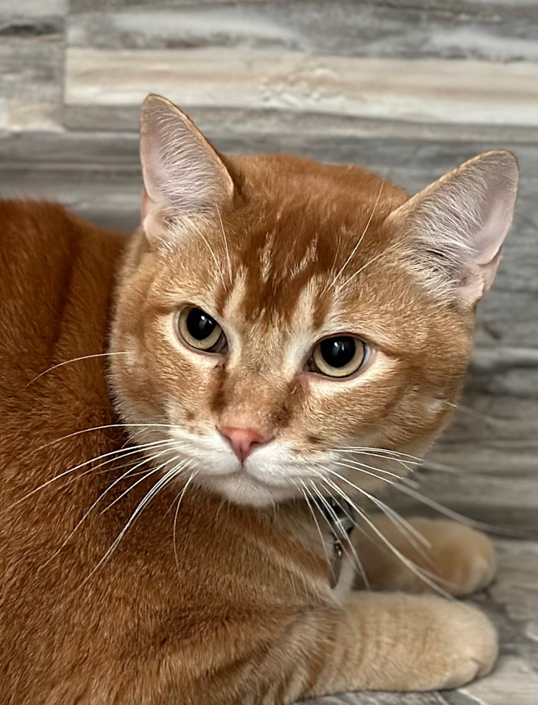 Monkey Art | Whiskers and Waggers