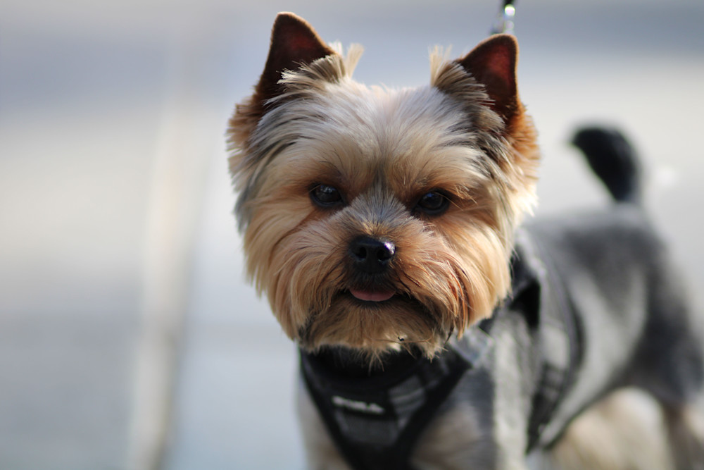 Bodie Art | Whiskers and Waggers