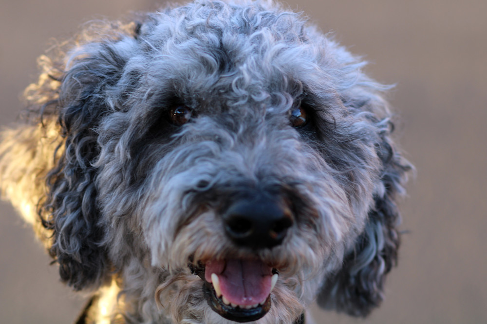 Cooper Art | Whiskers and Waggers