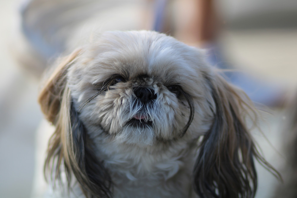 Qt Pie Art | Whiskers and Waggers