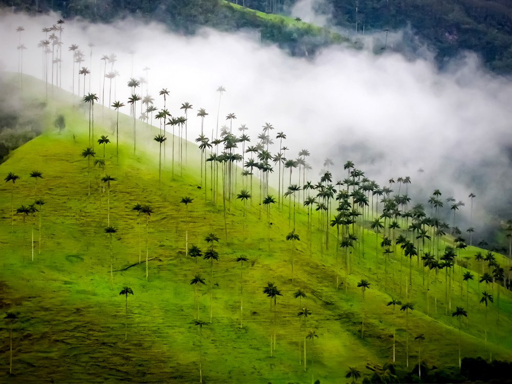 Valle de Cocora, Colombia Wax Palms