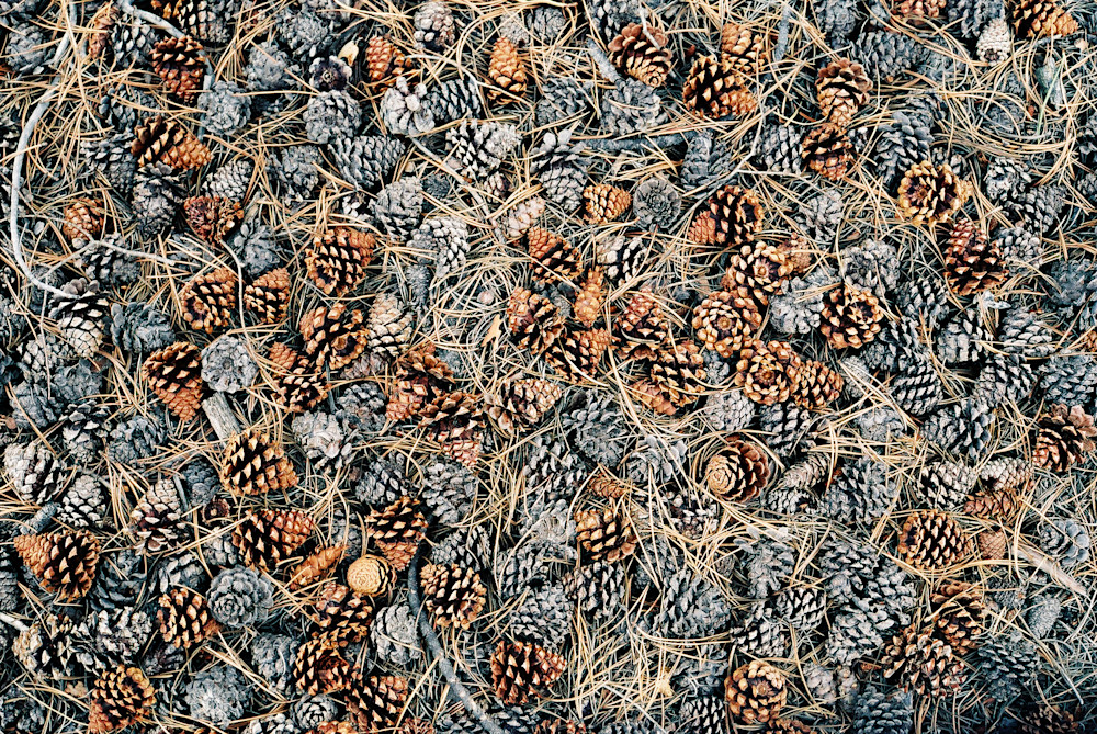 Fallen Pinecones on Forest Floor