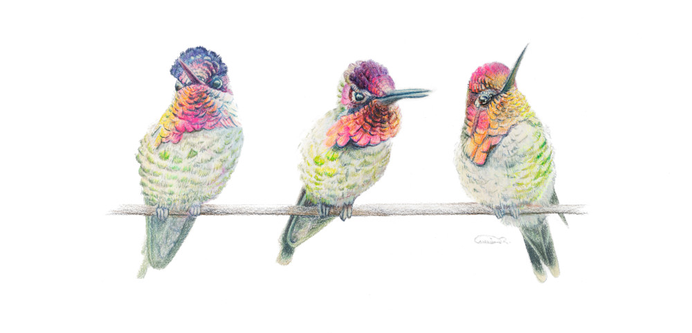Perch Perfect – Anna’s Hummingbirds Fine Art Print by Allison Richter | Hummingbird Wall Art