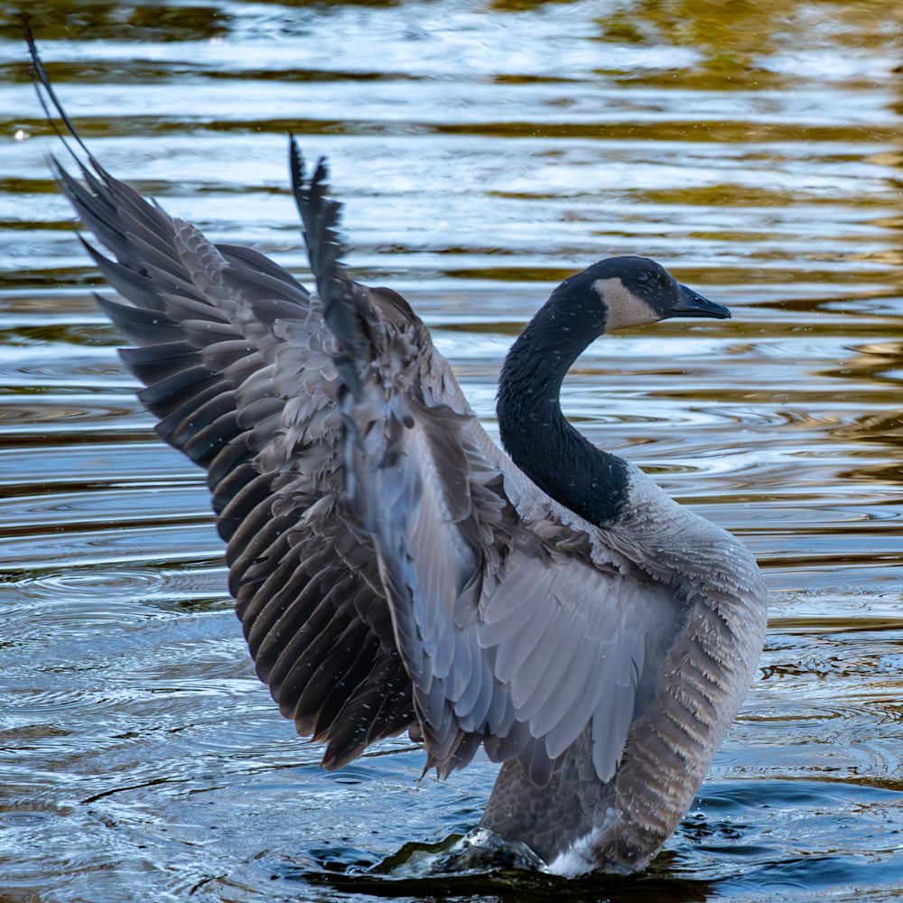 Dsc 0331 Enhanced Nr 2 Photography Art | Lazy J Z Photography