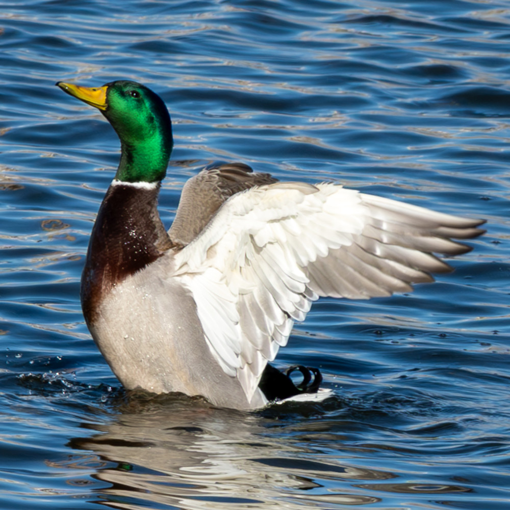 Waterfowl 22 Photography Art | Lazy J Z Photography