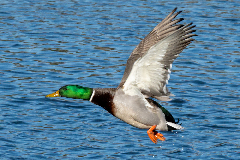 Waterfowl 28 Photography Art | Lazy J Z Photography