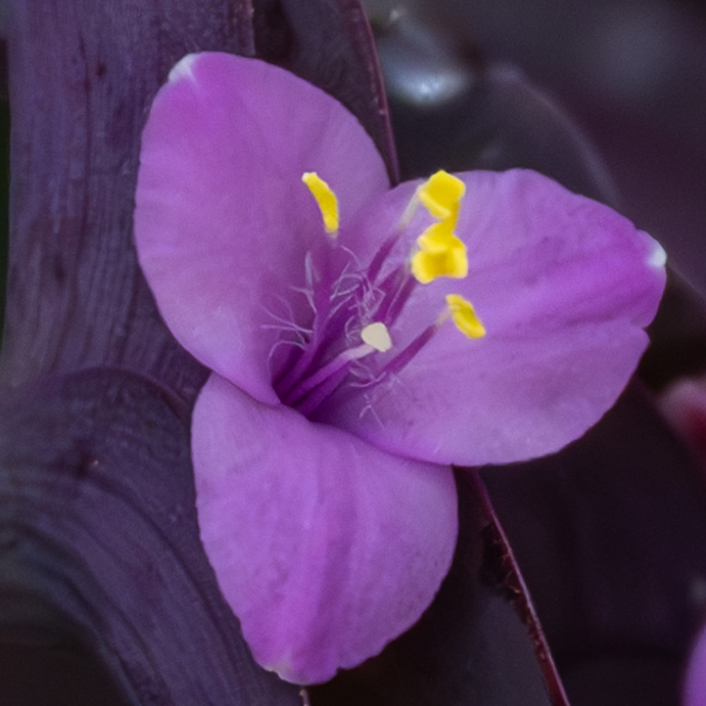 Flowers 37 Photography Art | Lazy J Z Photography