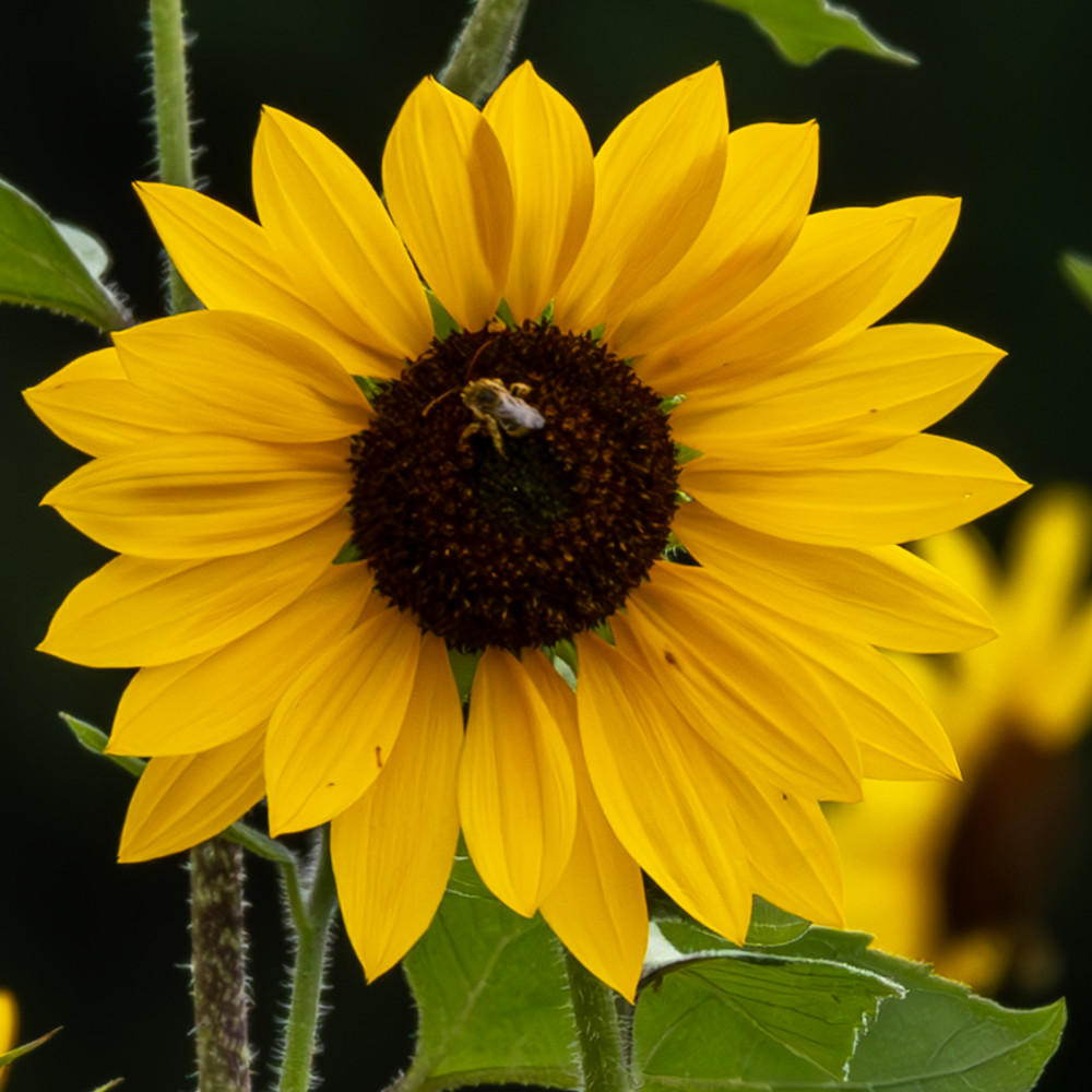 Flowers 46 Photography Art | Lazy J Z Photography