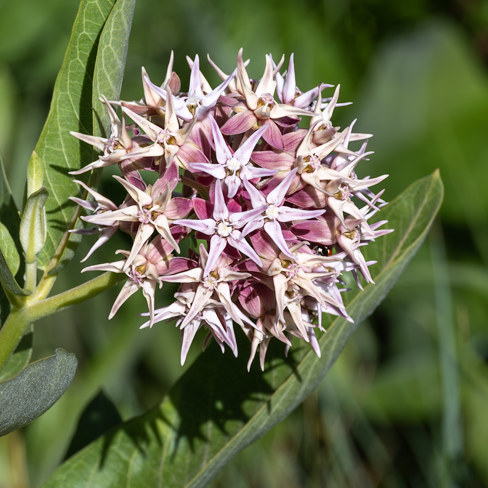 Flowers 35 Photography Art | Lazy J Z Photography