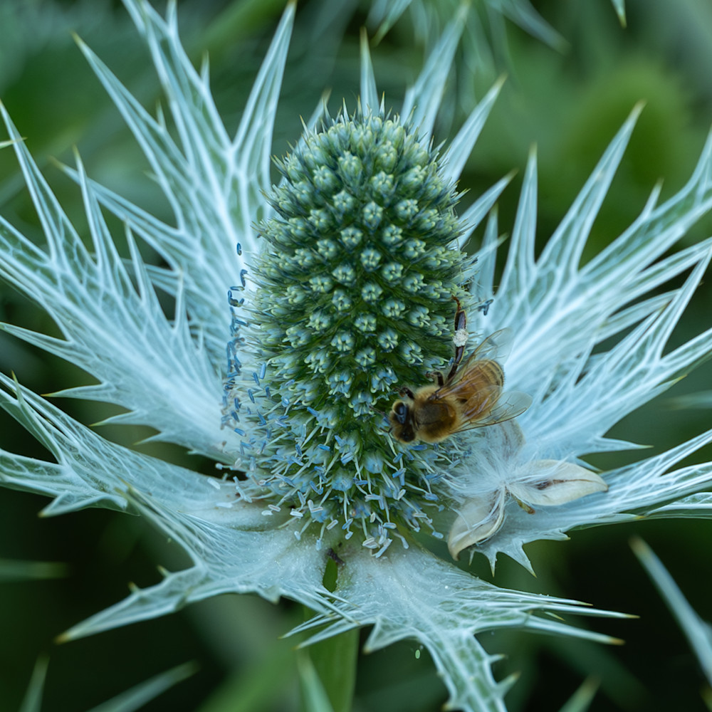 Flowers 62 Photography Art | Lazy J Z Photography