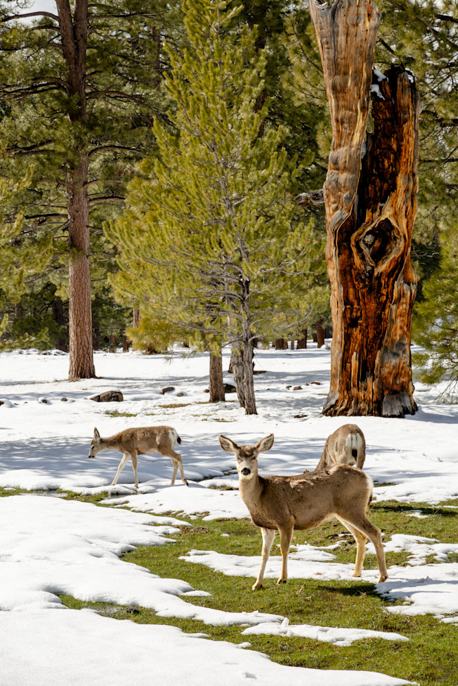 Truckee Mule Deer 1