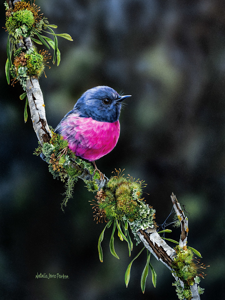 Pink Robin Art Print | "Southern Colour" by Natalie Jane Parker Pink Robin Art Print | "Southern Colour" by Natalie Jane Parker