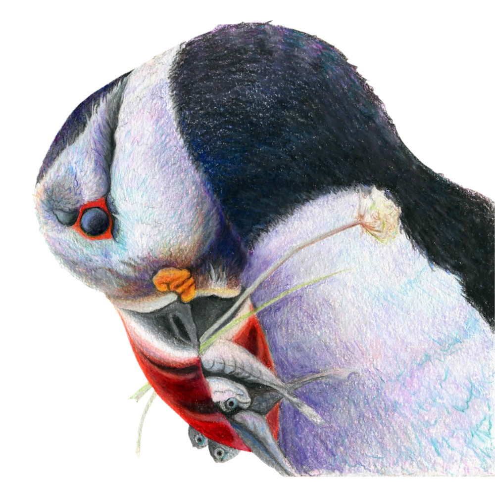 Gone Fishin’ – Puffin Fine Art Print by Allison Richter | Coastal Wildlife Wall Art