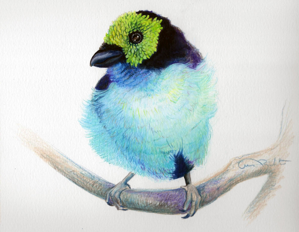Ticket to Paradise – Paradise Tanager Fine Art Print by Allison Richter | Tropical Bird Wall Art