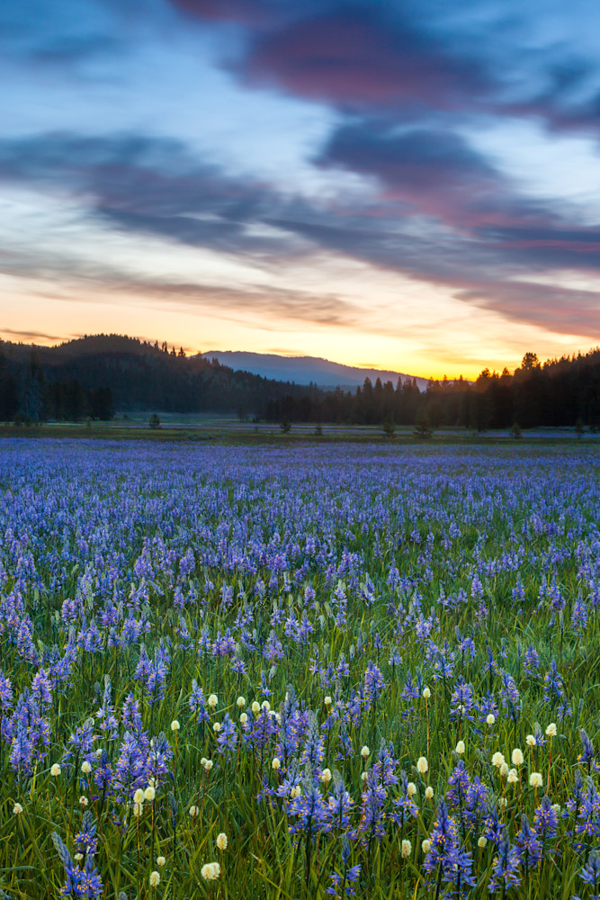 Sagehen Meadows Sunrise 1