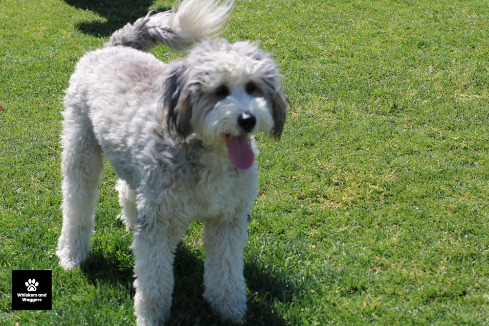 Dog Park Pix 51 Art | Whiskers and Waggers