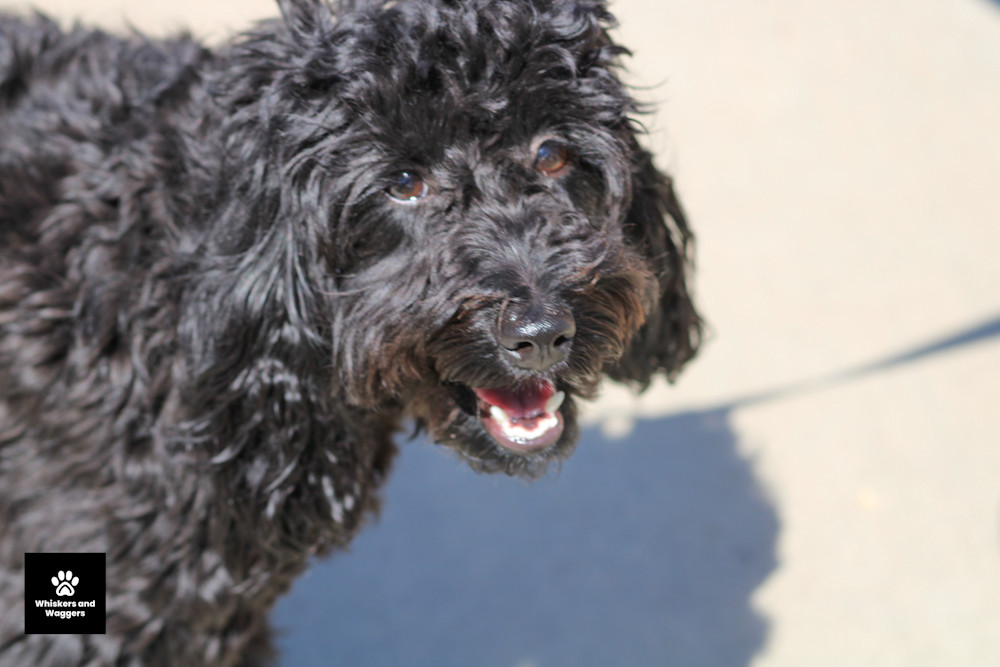 Dog Park Pix 60 Art | Whiskers and Waggers