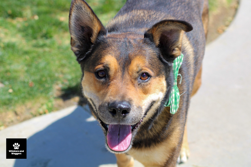 Dog Park Pix 53 Art | Whiskers and Waggers