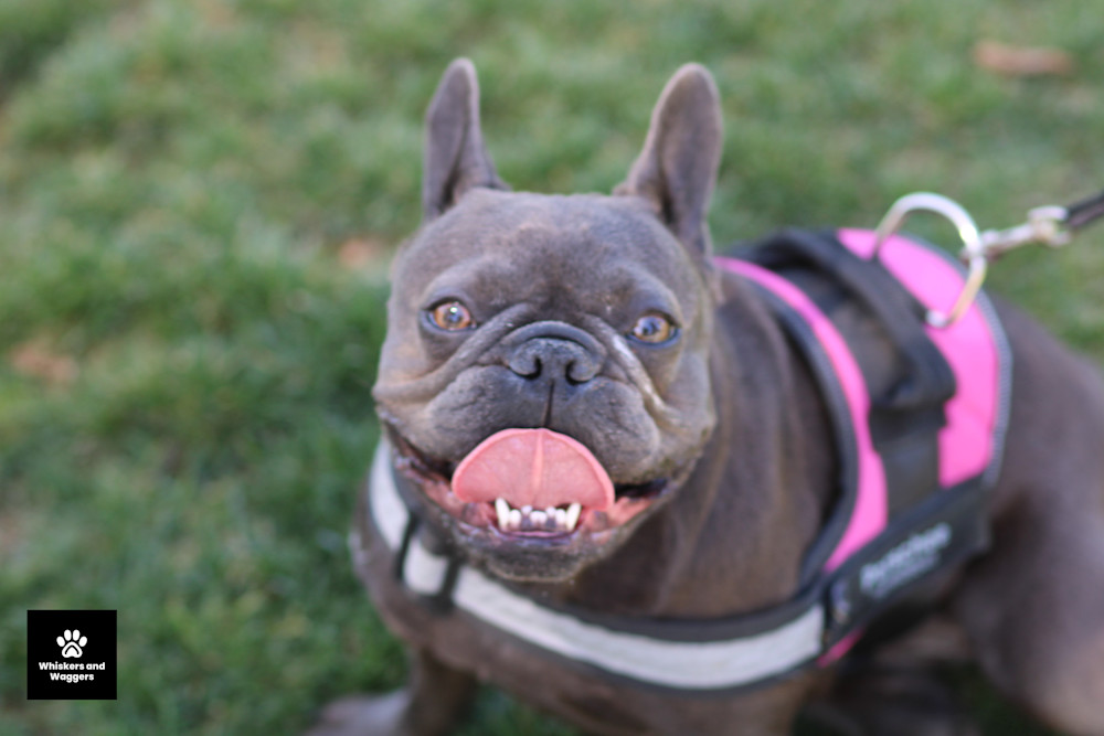 Dog Park Pix 58 Art | Whiskers and Waggers